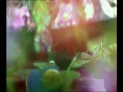 مونت كريستو