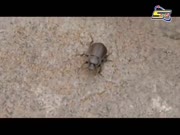 باور رينجرز بست مورفس