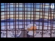 مغامرات بيبي فوك